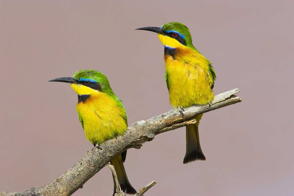 Kenya Two little bee-eater birds on limb